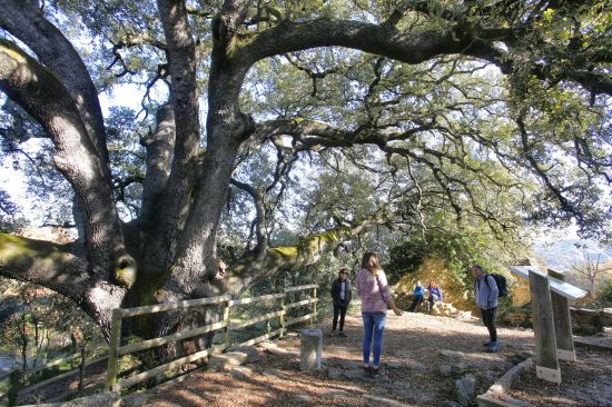 The Oak Tree of Lecina